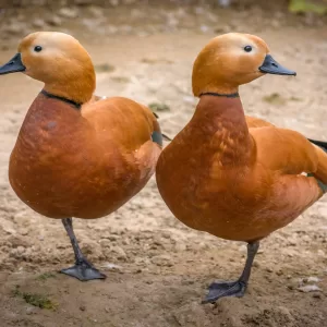 Two ducks standing beside each other