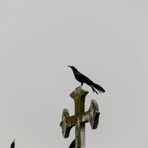 Birds on a grave